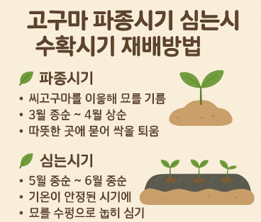 고구마 파종시기