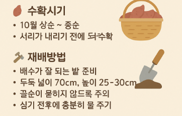 고구마 심는시기
